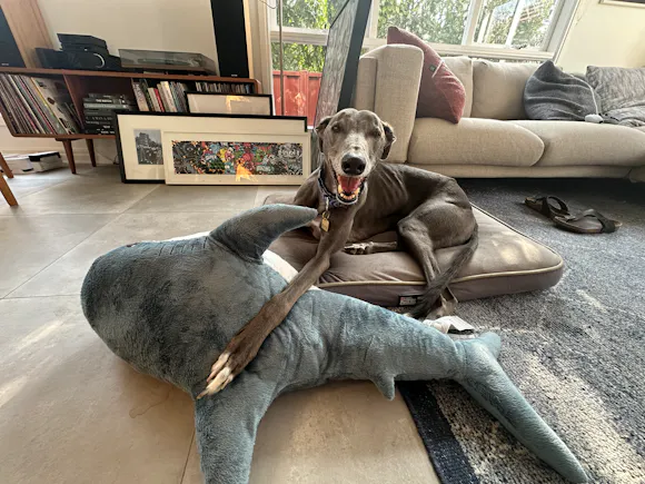 Hero image for Blue Dog