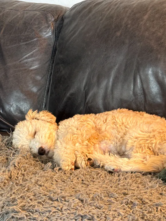 Hero image for A Sleepy Dog