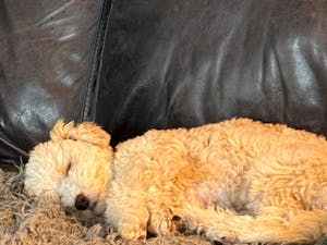 Image of A Sleepy Dog